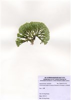 藏品(白果胞藻)的圖片